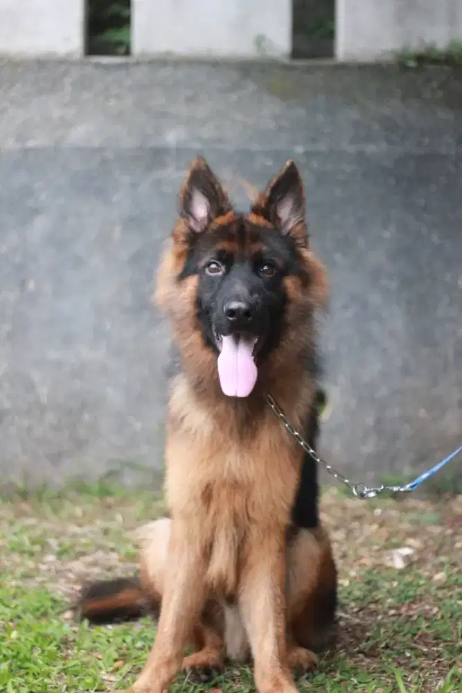 German Shepherd / Herder Jantan Remaja Longhair