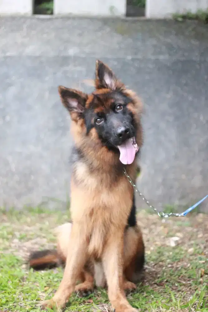 Herder / German Shepherd Remaja
