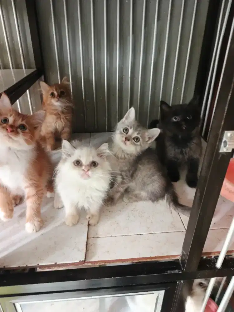 Persia jantan-betina 2,5 bulan