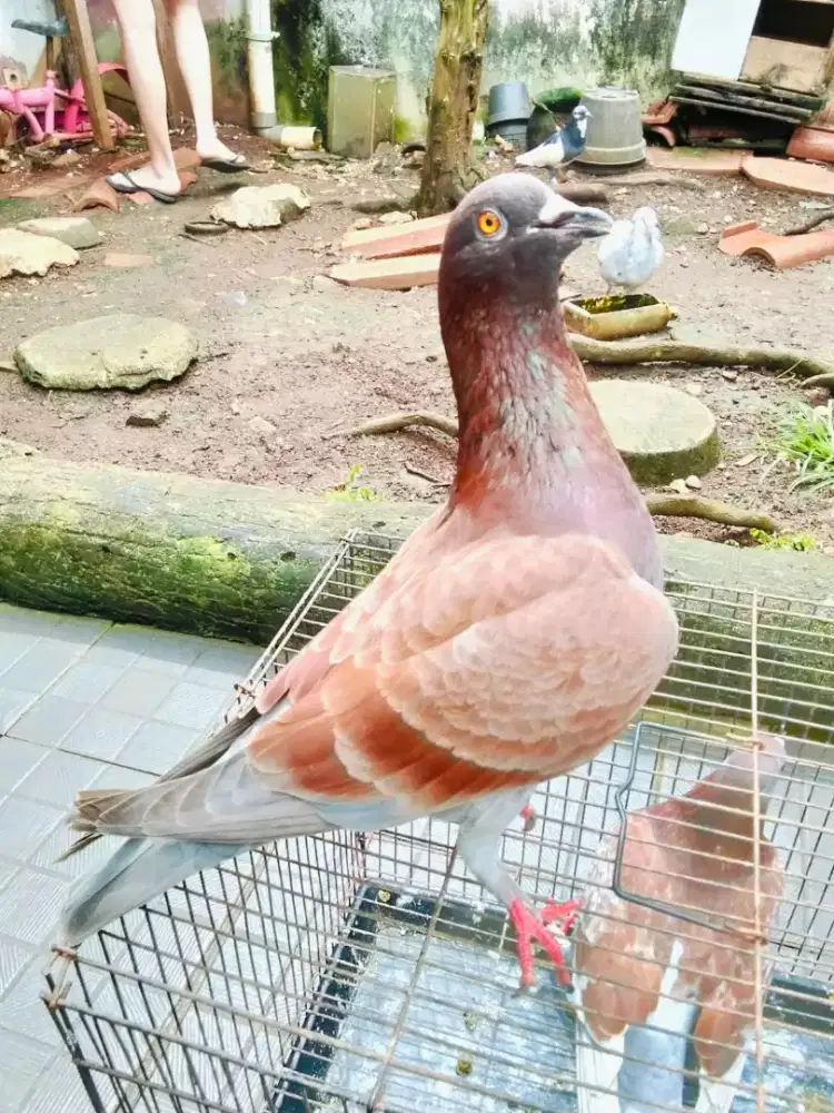 Burung dara sepasang
