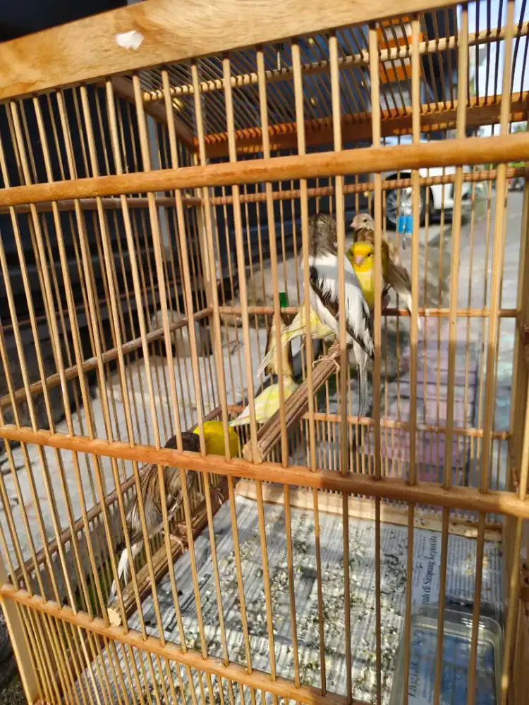 Kenari betina tembean siapan