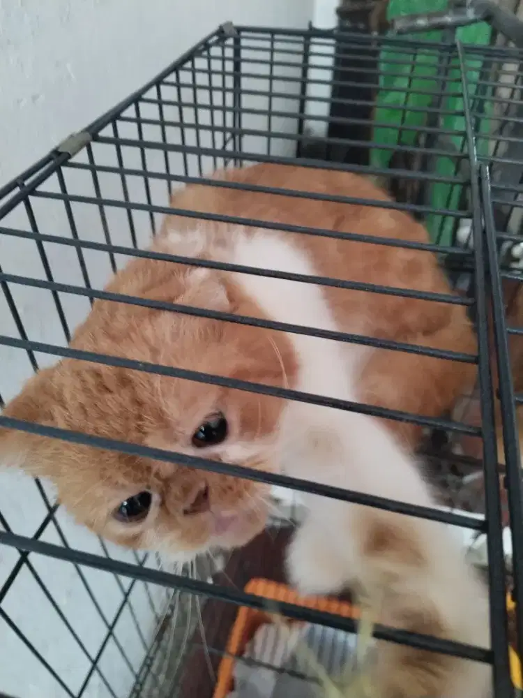 Kucing persia peaknose