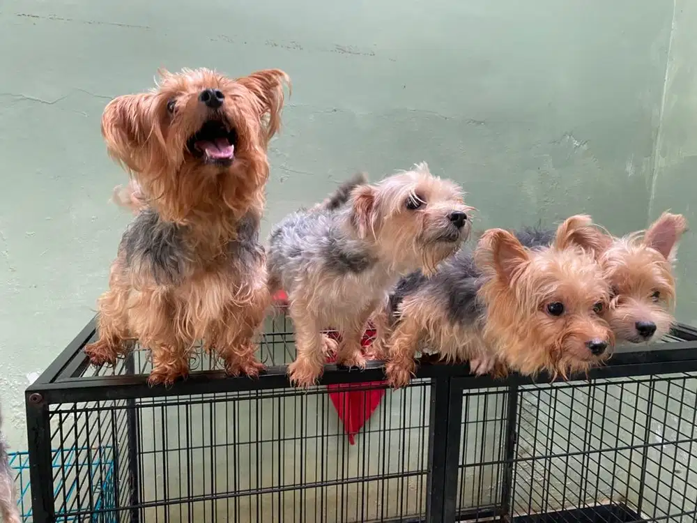 Yorkshire Terrier Adult