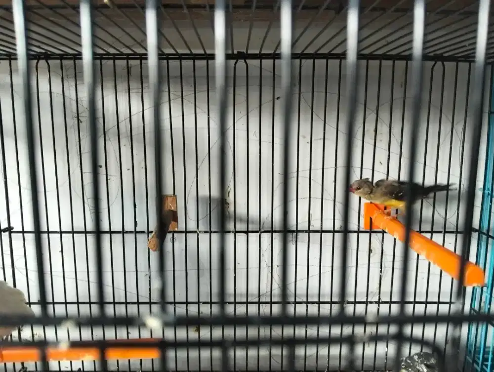 Burung Strawberry finch