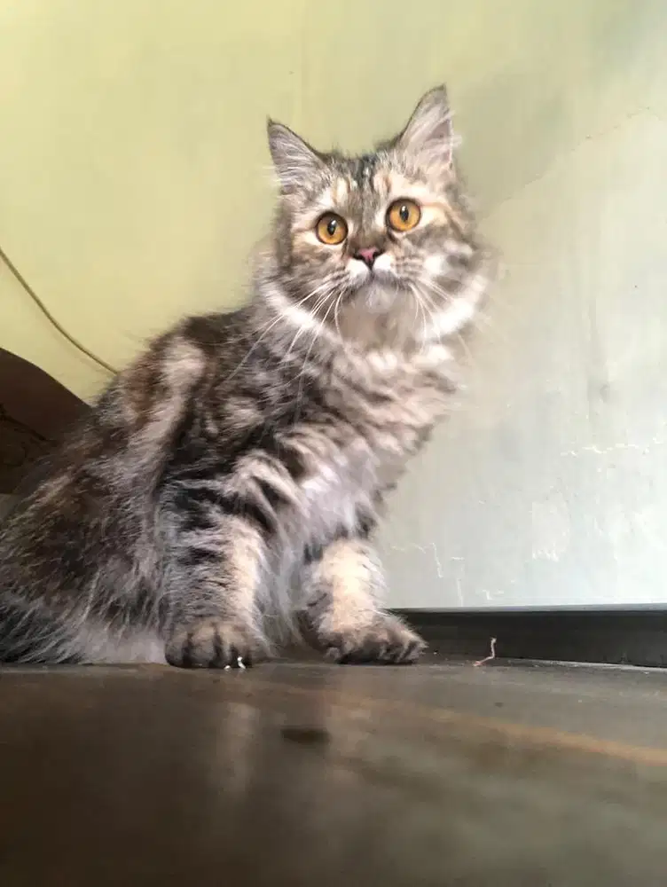 Kucing Persia imut dan lucu