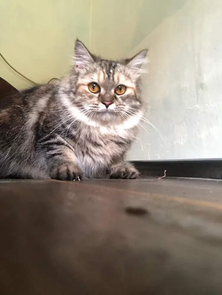 Kucing Persia imut dan lucu