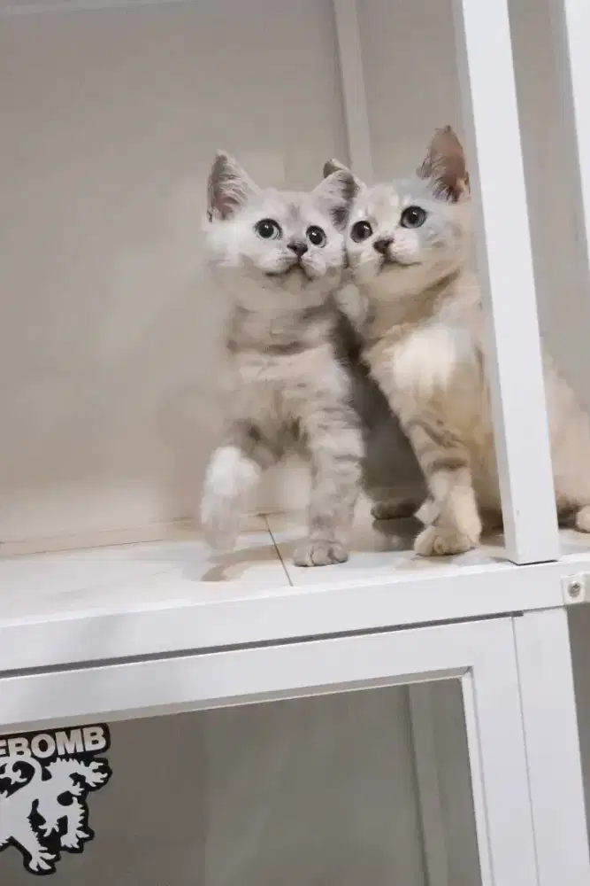 Kitten bsh 2.5 bulan