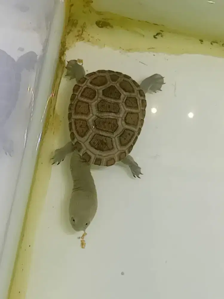 Kura siebenroky leher panjang 6-7 cm cerah