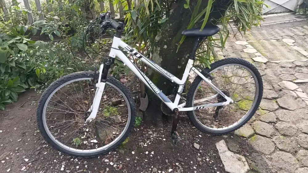 Polygon Monarch 3 Lady