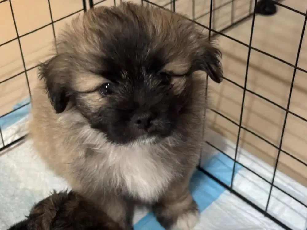 puppy mix (pomapoo x shihtzu)