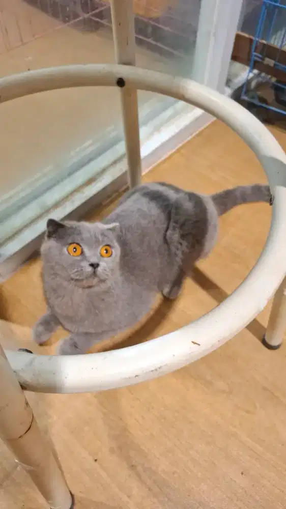 Kucing Scottish fold