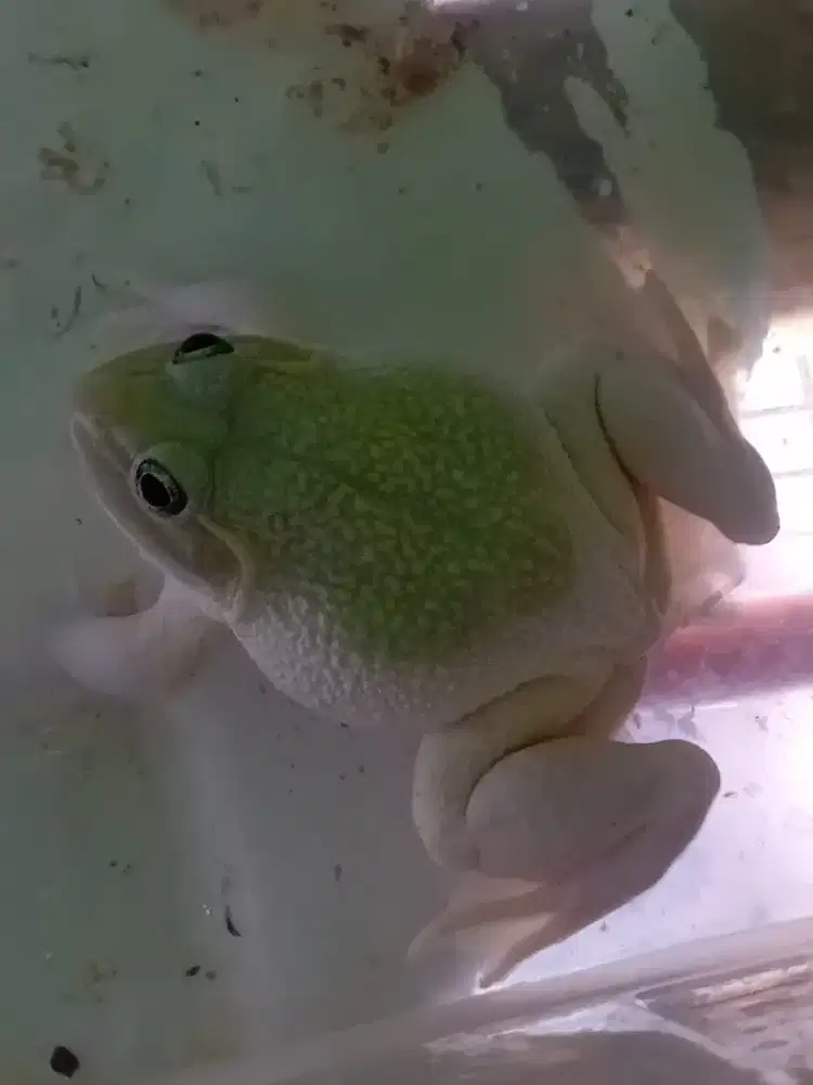 Asia bullfrog jantan albino jumbo