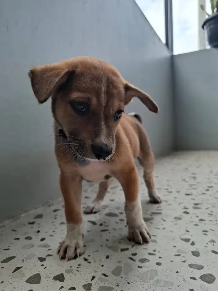 Anjing mix umur 1 bulan