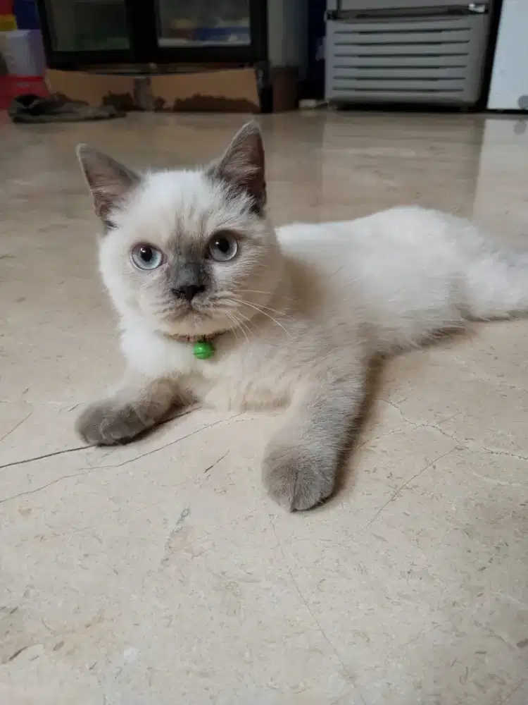 Dijual kucing BSH peranakan ped