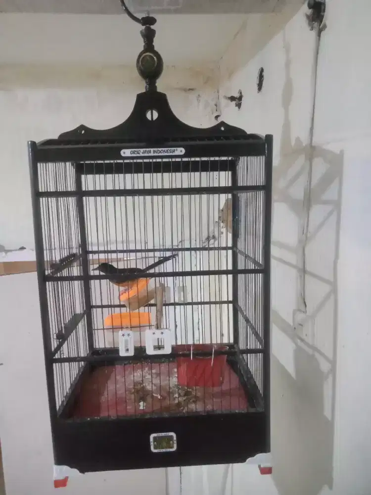 Jual kandang oriq no 3 jari puber fs