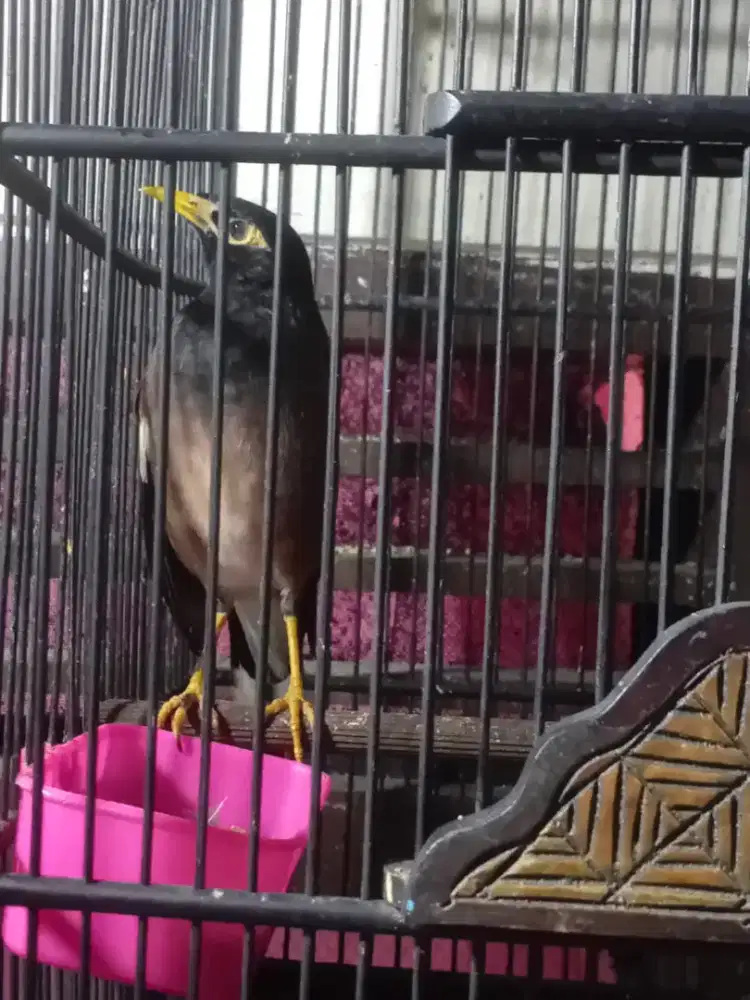 Burung jalak Nias jantan boleh barter burung lain