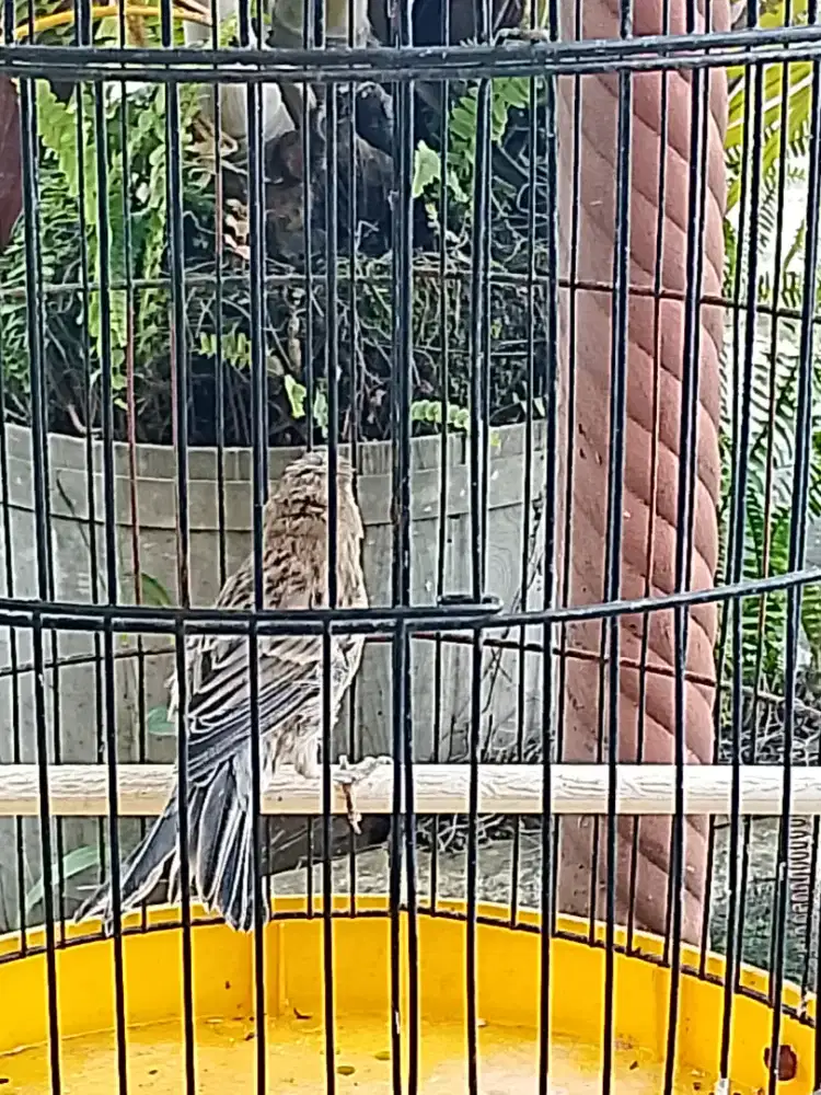 Kenari jambul ada trah gloster riwik terpantau