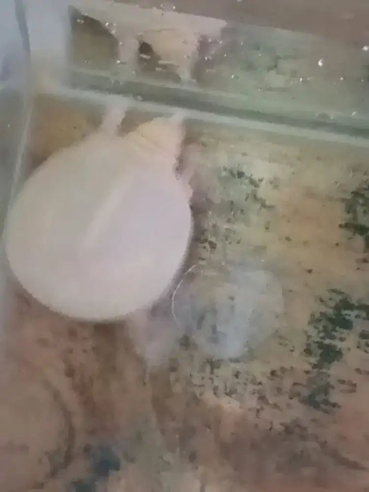 Albino mata merah 6cm baby up rakus gemuk