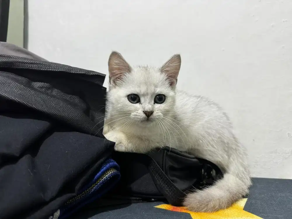 Kitten BSH Silver