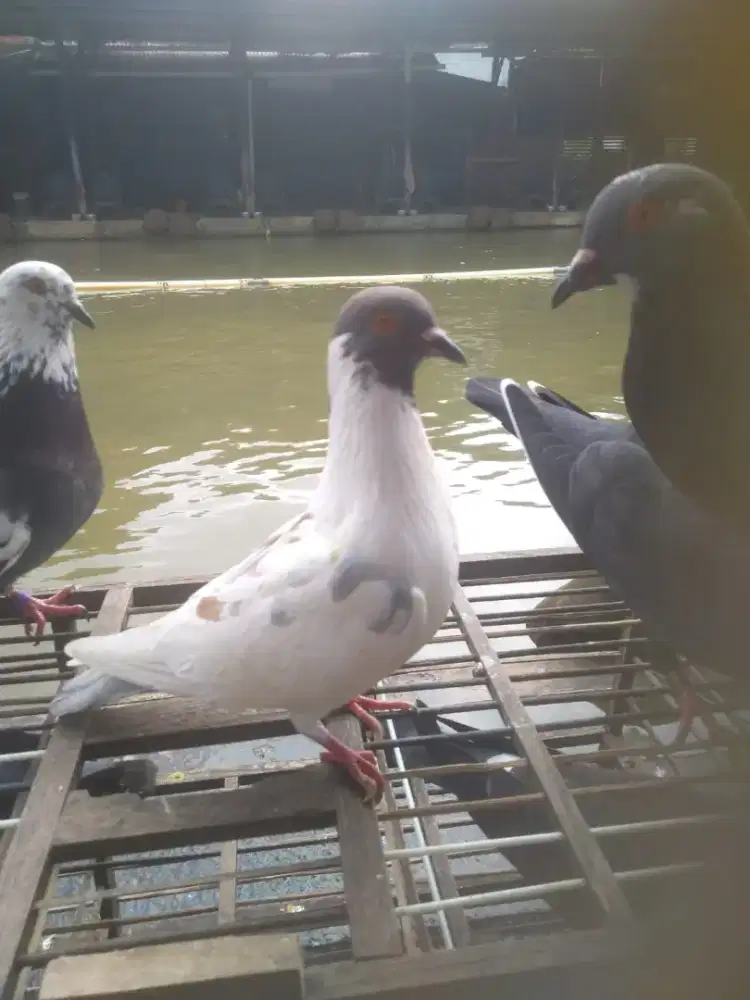 Burung dara merpati sepasang