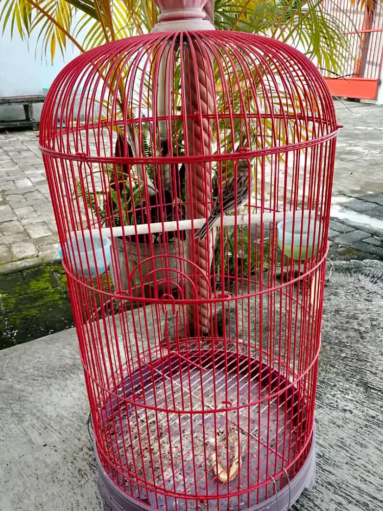 Kenari betina jambul ada trah gloster