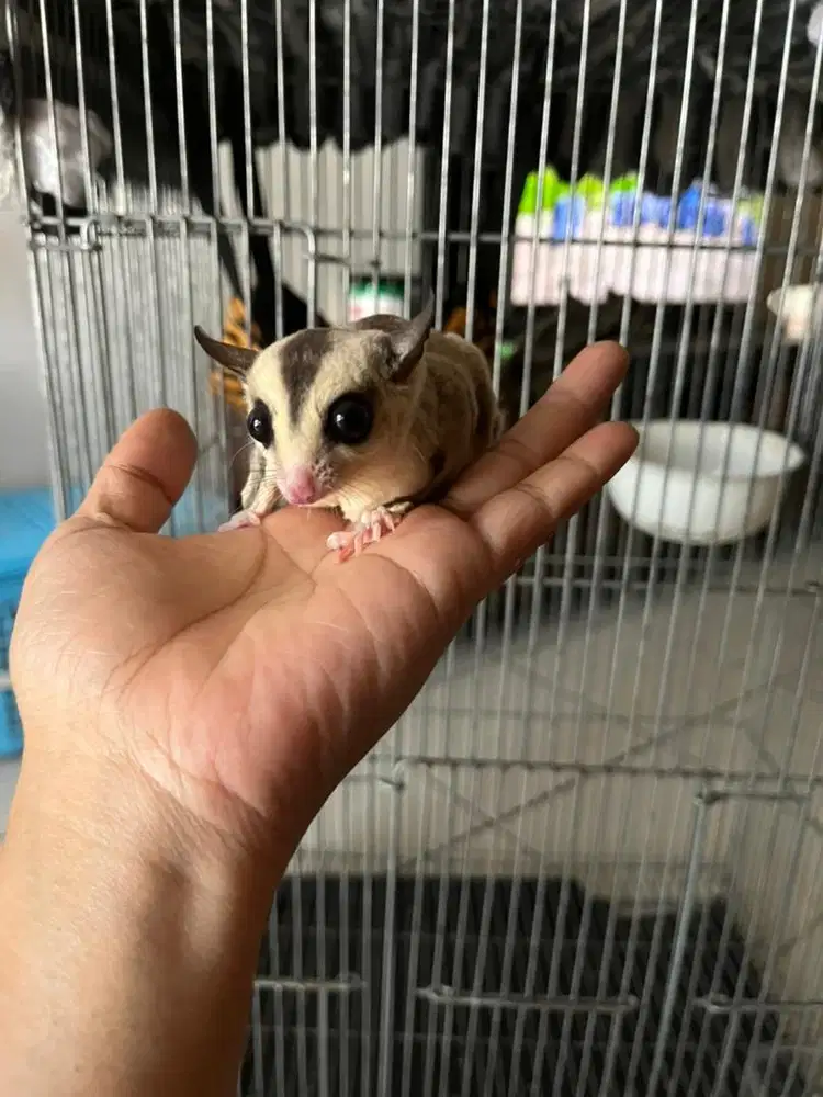 Sugar glider whiteface dan klasik grey