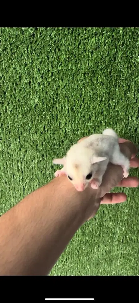 Joey Sugar Glider TPM True Platinum Mozaik