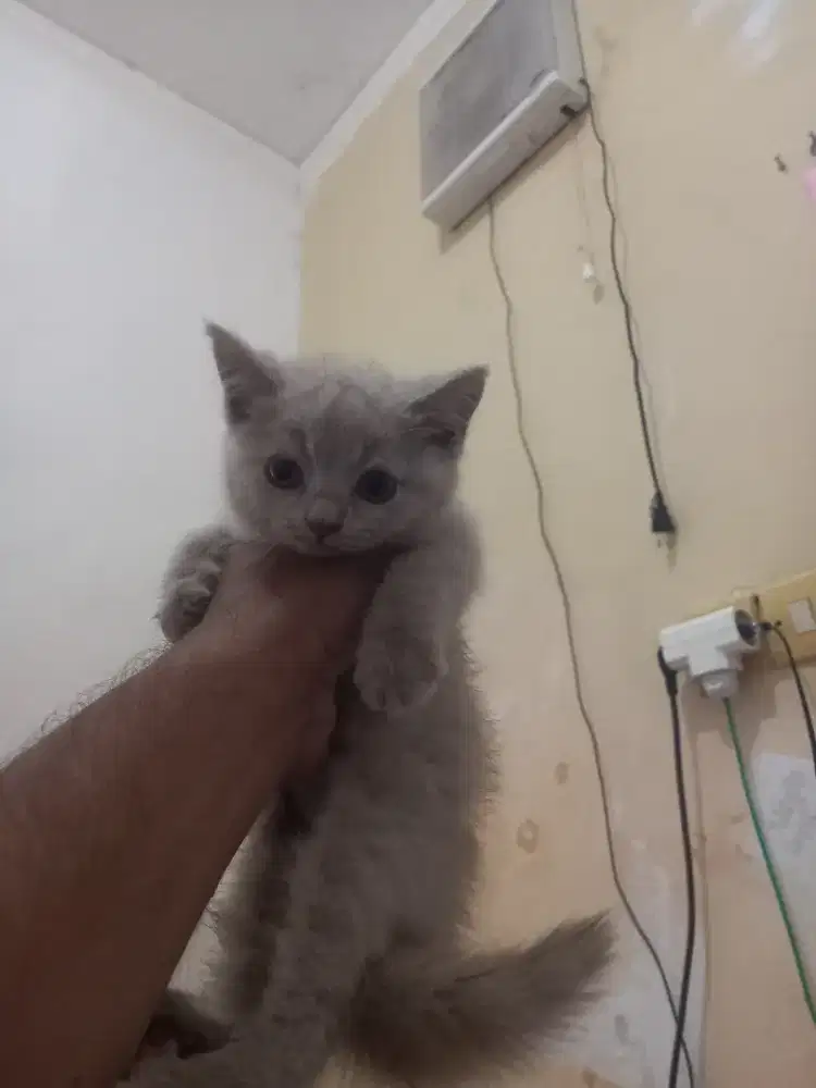 British shothair lilac pure