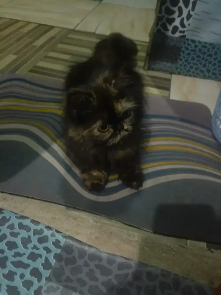 Jual kucing persia Peknose