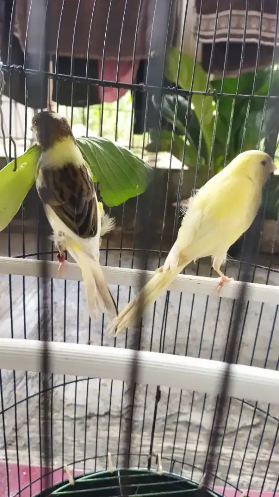 Pasangan Kenari AF satu sarang