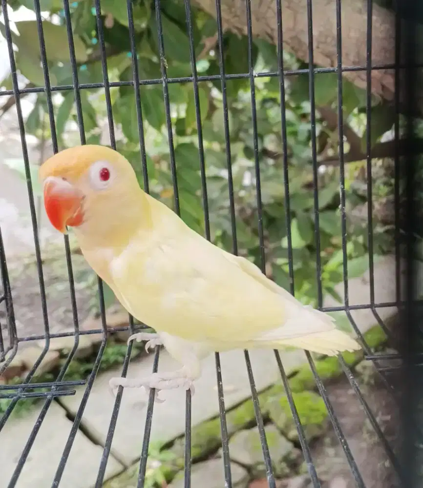 Lovebird pb cremino MM