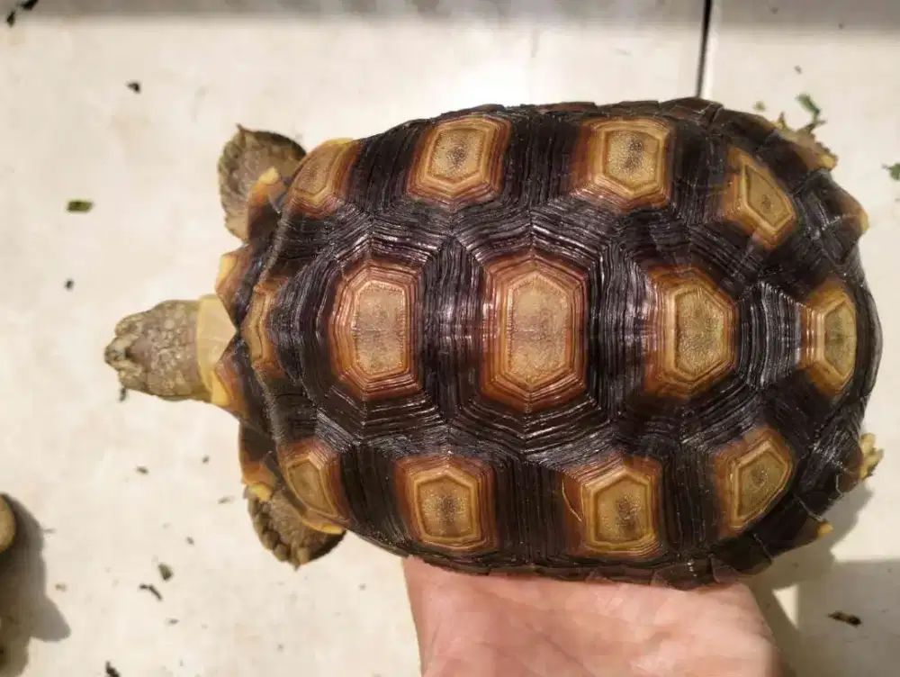 Sulcata 15cm nominus