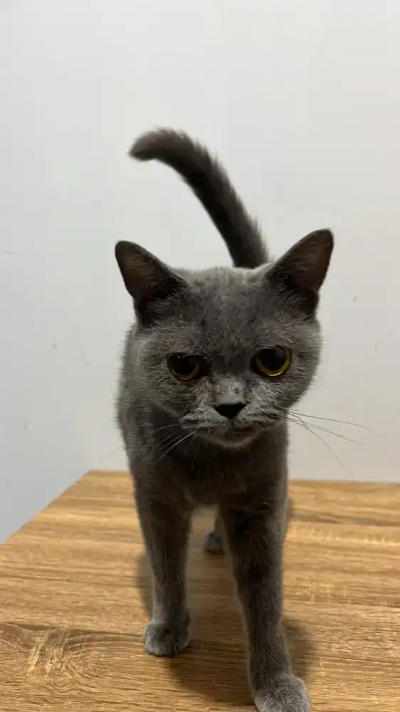 Kucing British Short Hair Blue Solid Non Ped