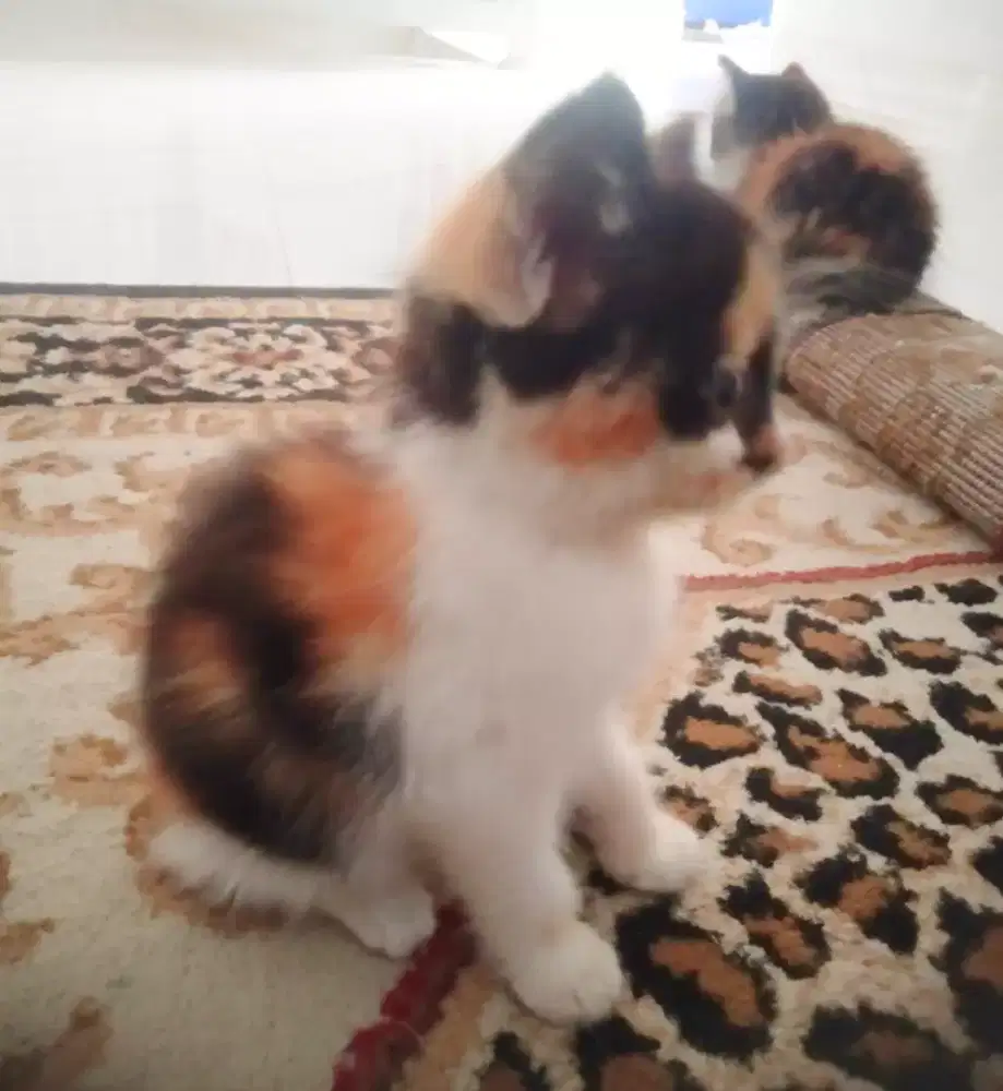 Kitten persmed shorthair calico lucu buleut rampus aktif