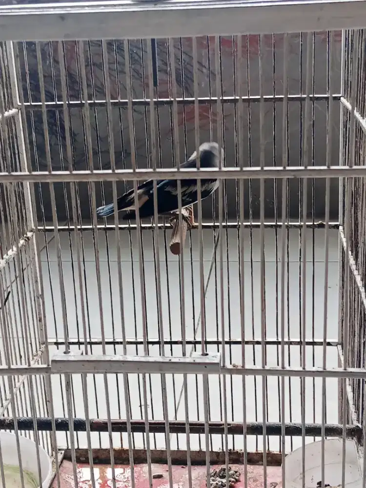 Burung jalak kapas jantan kondisi sehat