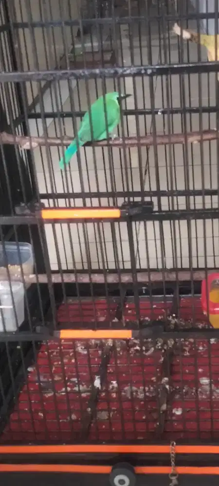 burung ocehan jantan