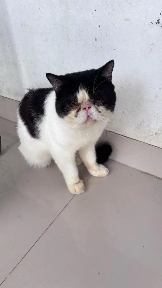 Kucing peaknose dan himalaya 1 tahun