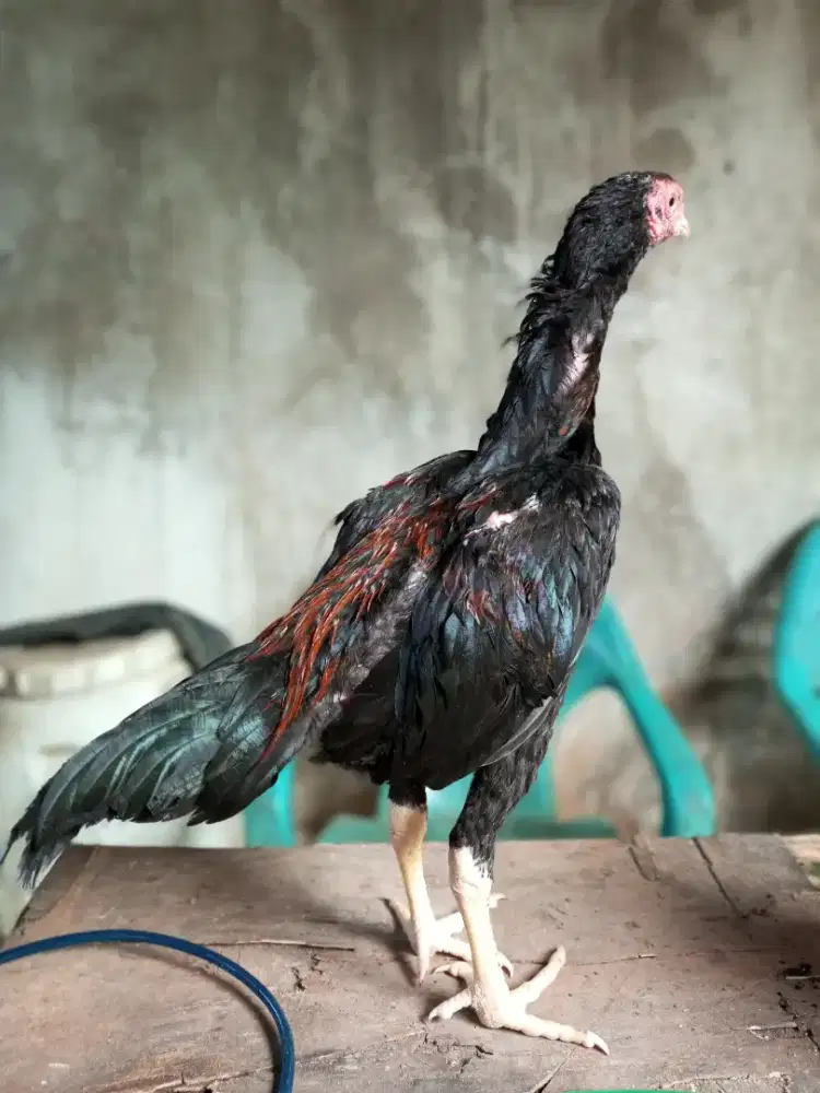 ayam pakhoy/ayam brakot, sisik ubed