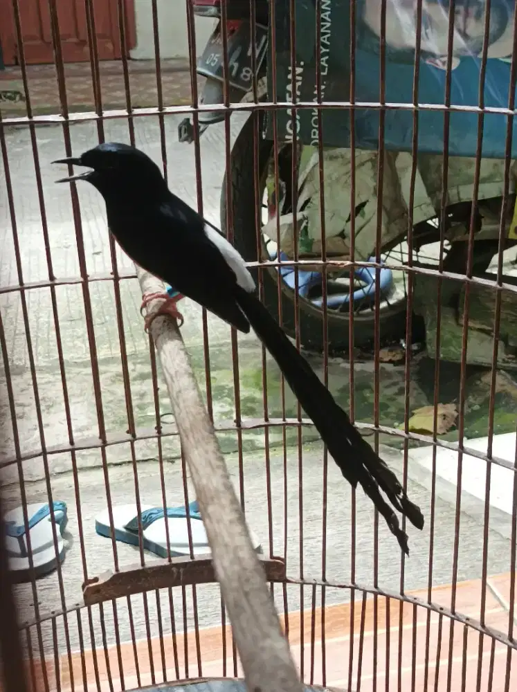 Pastol murai batu medan