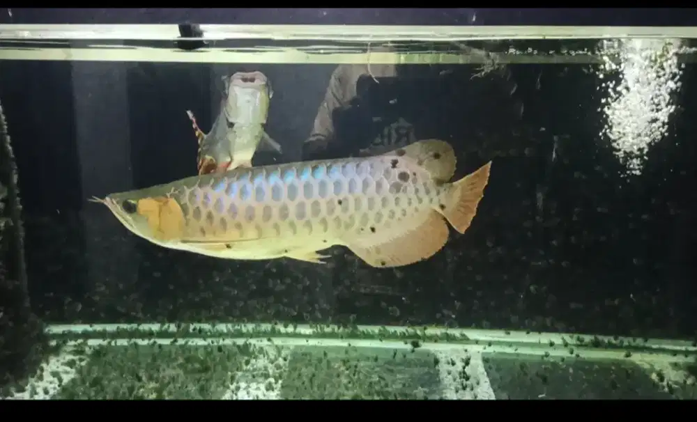 Arwana Super Red 40cm up