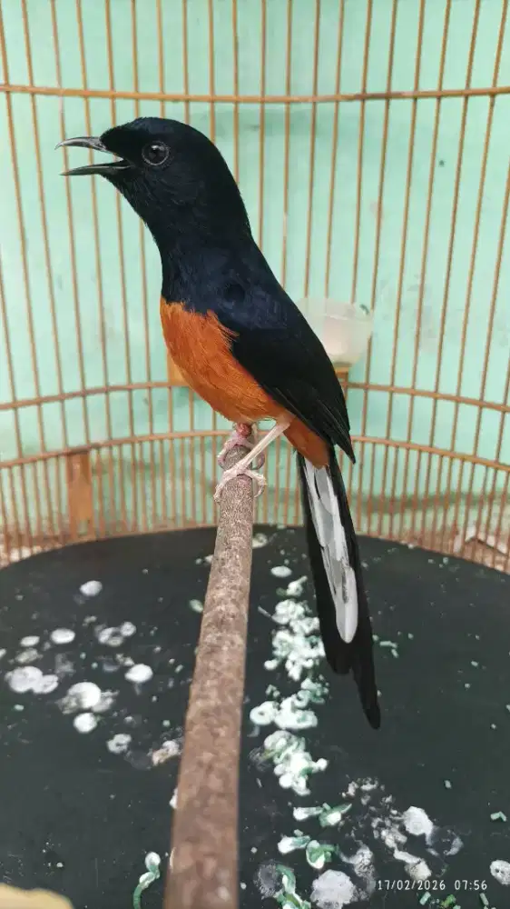 Hutan gacor bodi big volume kenceng materi panjang2 kasar