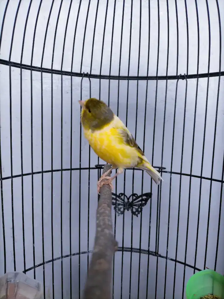 Burung kenari loper Rajin