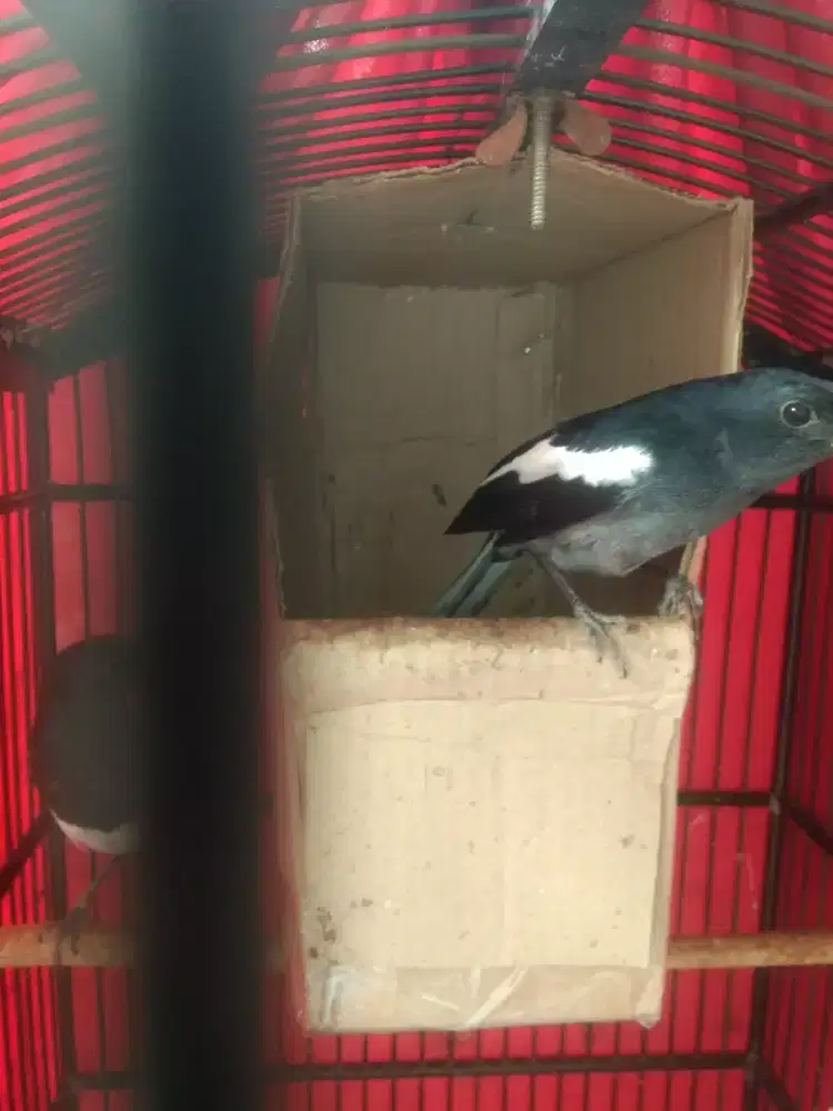 Burung kacer sepasang