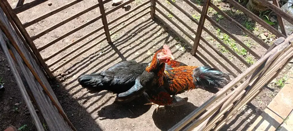 Sepasang iso bayar di rumah