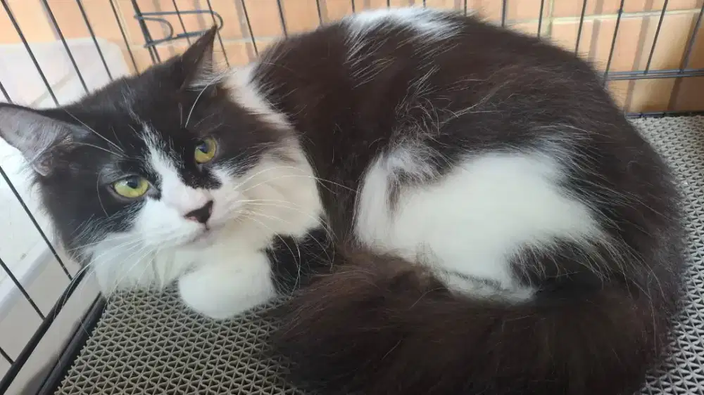 Adopsi kucing Persia