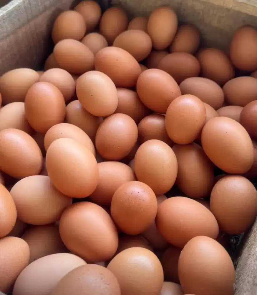 Ready Telur Ayam baru panen