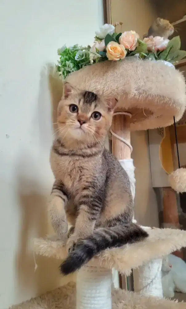 KUCING BSH - SCOTTISH FOLD (GOOD QUALITY)