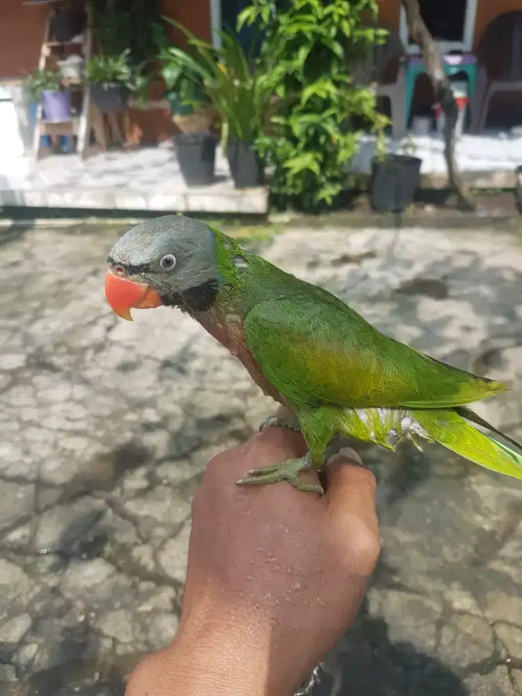 burung burung jantan