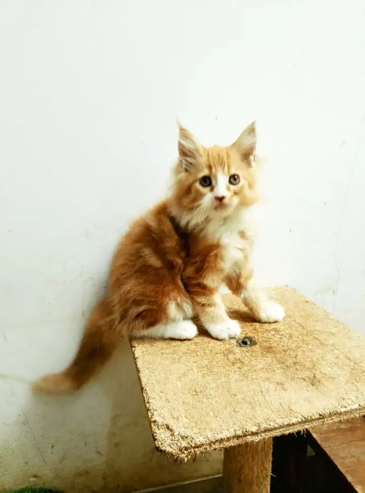 Kitten mainecoon betina pure no mix. Induk pec Cfa