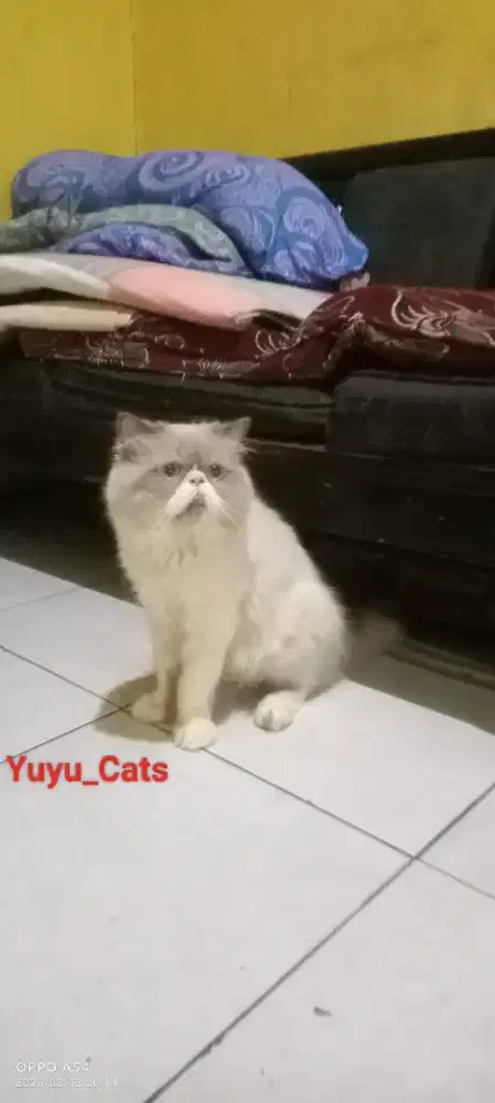 Bismillah...Lepas Adopsi Jenis Ragdol Peaknose Jantan